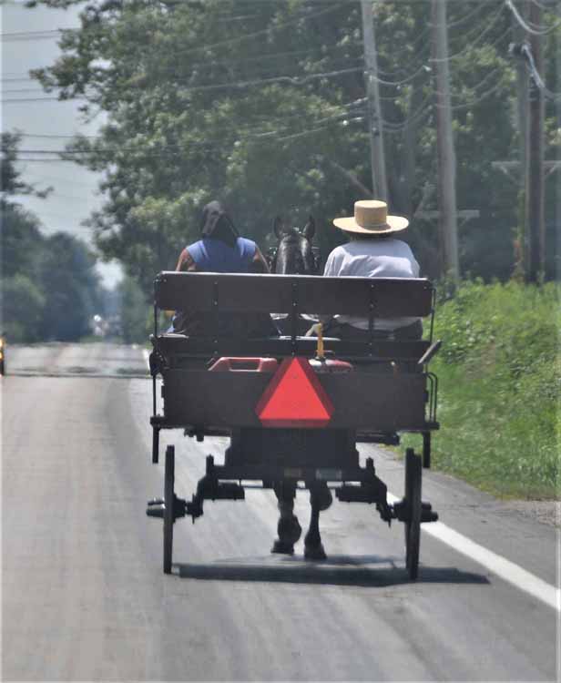 amish buggy